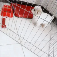 سگ شیتزو|سگ|اصفهان, بهارستان|دیوار