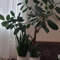 سلام باعرض ادب