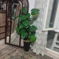گل مصنوعی بابا آدم