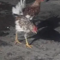 معاوضه خروس|حیوانات مزرعه|محمدشهر, جعفرآباد|دیوار