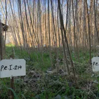 فروش نهال صنوبر اصلاحشده ۱ ساله