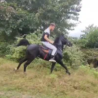 اسب مشکلی ذغالی