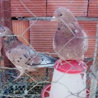 کبوتر سرور و سرخ