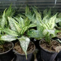 پتوس دیفن حسن یوسف سانس زاموفیلیا|گل و گیاه طبیعی|قم, شهرک فاطمیه|دیوار