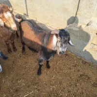 بزغاله قربانی بره نر