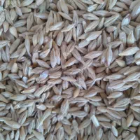 جو نانیوس فرانسوی بذری