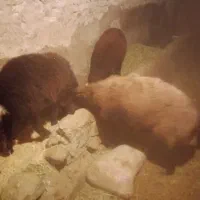 فروش گوسفند