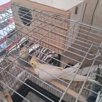 یک جفت عروس هلندی مولد