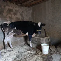 گاو و گوساله|حیوانات مزرعه|بروجرد, |دیوار