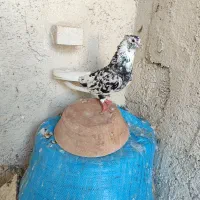 اشعل  کوهی دم سفید کلاغ شامی