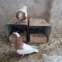 جفت طوقی طوق زرد|پرنده|شیراز, امام حسین|دیوار