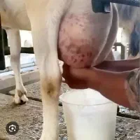 شیر گوسفند و بز