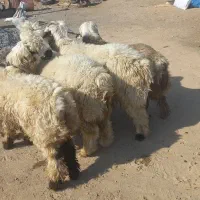 میش بره چاق پرواری کشتی