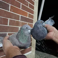 کبوتر پرشی|پرنده|بافت, |دیوار