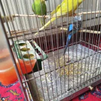 یک جفت مرغ عشق آماده تخم گذاری و یک نر مست|پرنده|ری, شهرک نظامی|دیوار