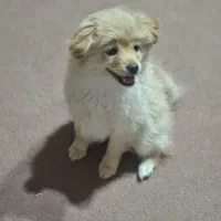 پامر بازیگوش و باهوش