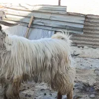 ساورین (بز نر)