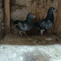 کفتر پلاکی مسافتی|پرنده|مشهد, پنجتن|دیوار