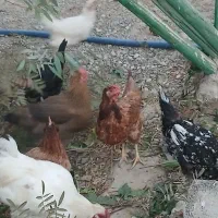 ۱۵ عدد مرغ جوان وتخم گذار