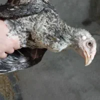 مرغ و خروس همه نوع|حیوانات مزرعه|اسالم, |دیوار