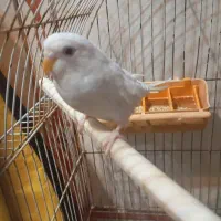 مرغ عشق هولندی