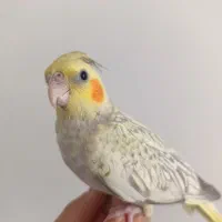 پرنده|پرنده|خمینیشهر, |دیوار