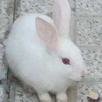 سه عدد بچه خرگوش دوماهه