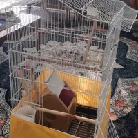 قفس پرنده|لوازم جانبی حیوانات|منجیل, |دیوار