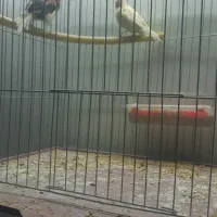 یک جفت قناری