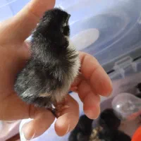 جوجه گلین|حیوانات مزرعه|اصفهان, شاهد|دیوار