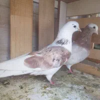 همازرد