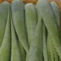 الورا خوراکی