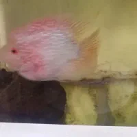 ماهی  ف لا ور