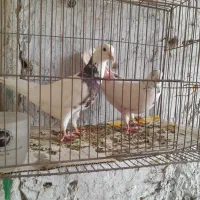 کبوتر طوقی|پرنده|قم, محمد آباد|دیوار