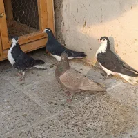 کبوتر دمگیر مشکی سینه دم پاک