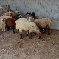 گوسفند|حیوانات مزرعه|بندر گناوه, |دیوار
