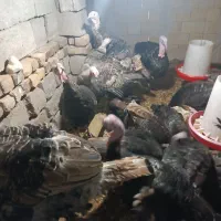 بوقلمون خانگی|حیوانات مزرعه|میانه, |دیوار