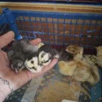 جوجه لاری 1هفته