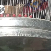 سره خاکی مست مست