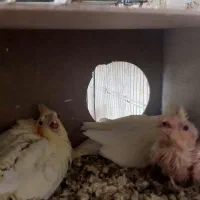 جوجه سرلاکی عروس هلندی