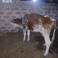 اهواز مسیر.اندیمشک