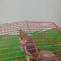 فروش یک جفت عروس هلندی یک ماهه قیمت ۱۲۰۰