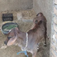 حیوانات مزرعه گاو گوسفند بز|حیوانات مزرعه|زابل, |دیوار