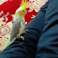 گم شده محدوده ای عشق اباد میان جلگه