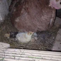 بوقلمون