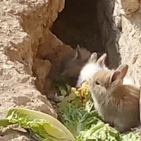 خرگوش دورگه|موش و خرگوش|اراک, |دیوار