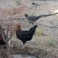 مرغ محلی و لاری|حیوانات مزرعه|خواف, |دیوار