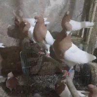 ۲۲ عدد کله ای