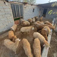 فروش بره نر ۲۲عدد|حیوانات مزرعه|پارسآباد, |دیوار