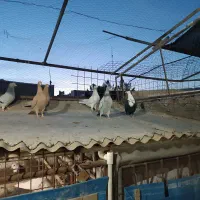 10جوجه رنگی کرمانی